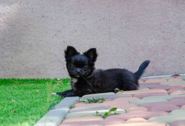 Alisha Chihuahua