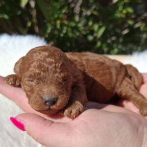 Alvin Miniature Poodle