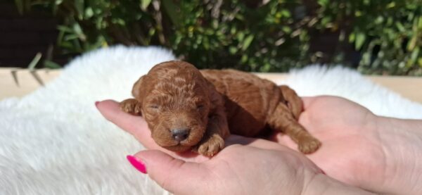 Alvin Miniature Poodle