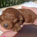 Alvin-male-miniature-poodle-puppy-for-sale-1 (2)