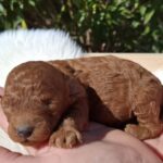 Alvin-male-miniature-poodle-puppy-for-sale-1 (3)