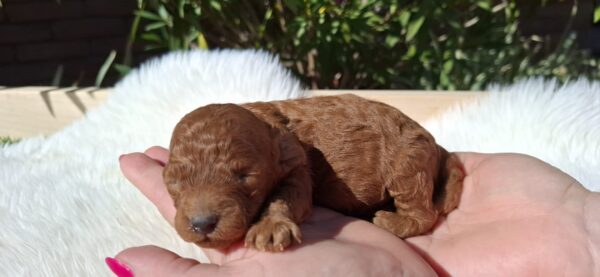 Alvin Miniature Poodle