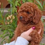 Alvin-male-miniature-poodle-puppy-for-sale- (1)