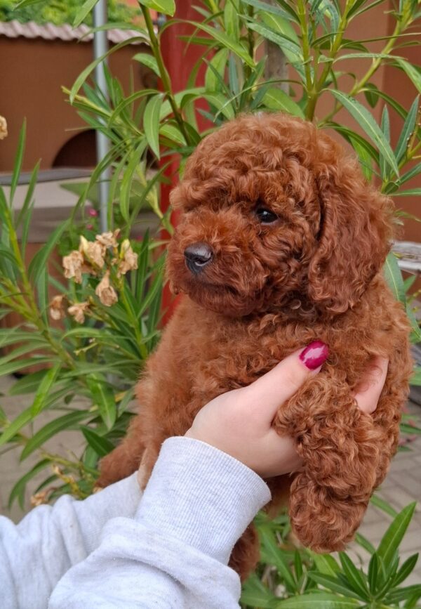 Alvin Miniature Poodle