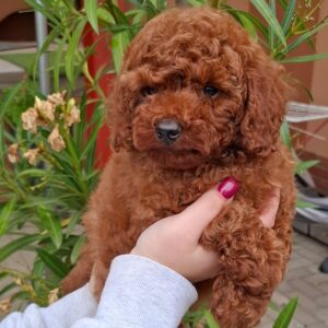 Alvin Miniature Poodle