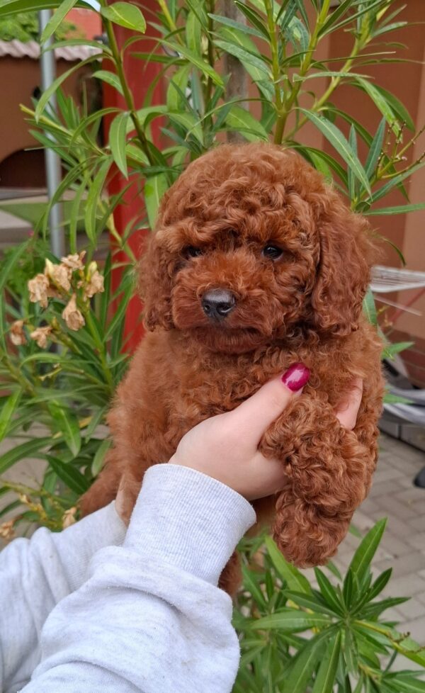 Alvin Miniature Poodle