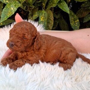 Alvin Miniature Poodle