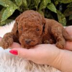 Jeannot Miniature Poodle