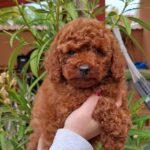 Alvin-male-miniature-poodle-puppy-for-sale- (3)