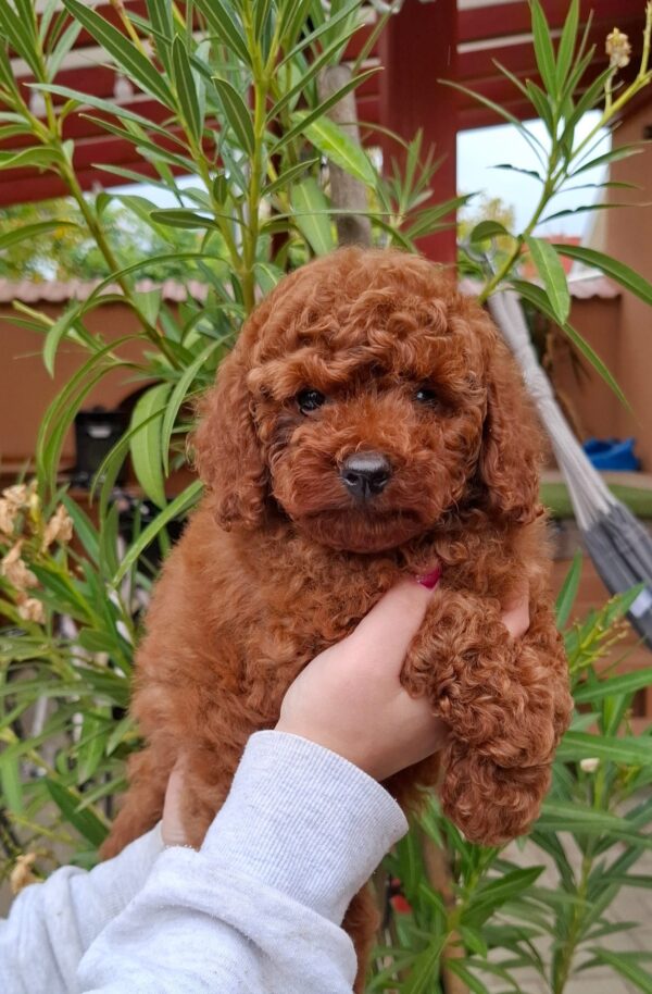Alvin Miniature Poodle
