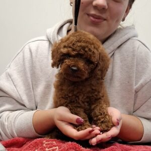 Alvin Miniature Poodle