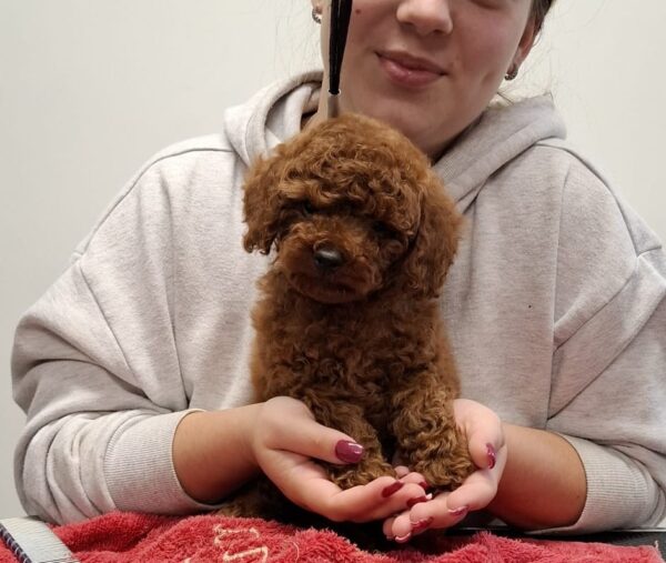 Alvin Miniature Poodle