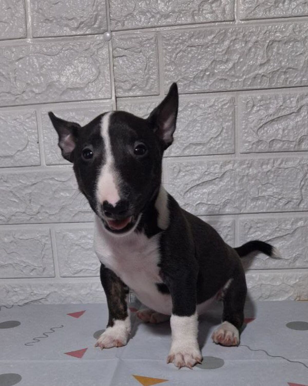 Pitbull Harlequin Bull Terriers Miniature Bull Terrier Dogs And