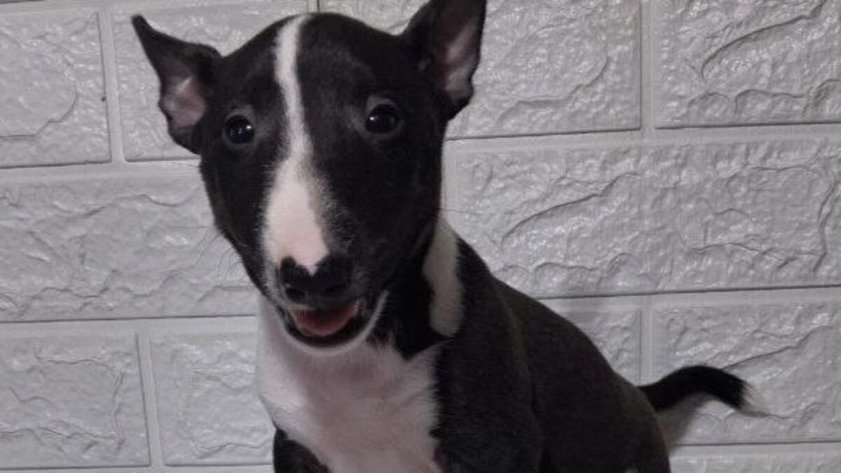 Miniature Bull Terrier Dogs and Puppies for sale