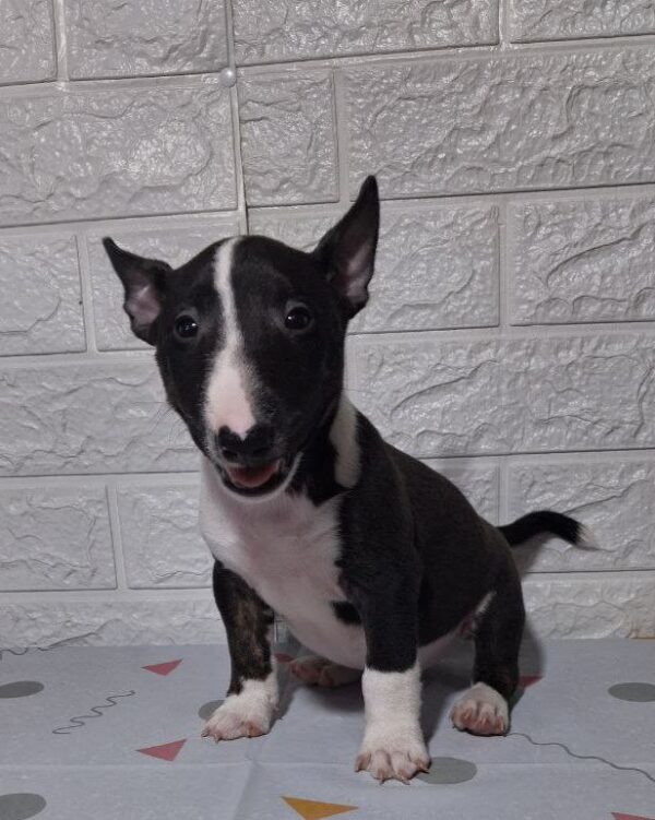 Amalia Miniature Bull Terrier