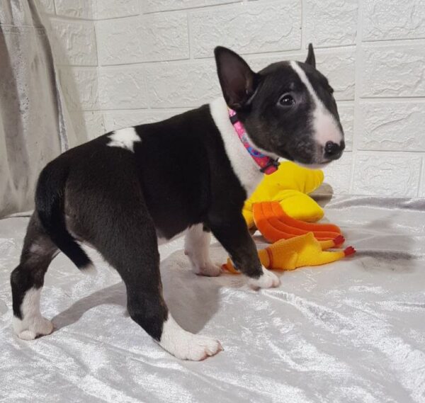 Amalia Miniature Bull Terrier