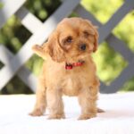 Amanda-female-cavapoo-puppy-for-sale- (1)