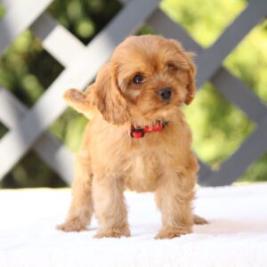 Amanda Cavapoo
