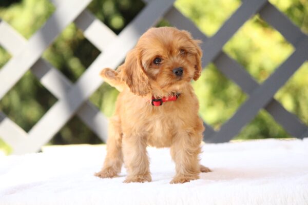 Amanda Cavapoo