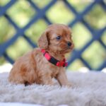 Amanda-female-cavapoo-puppy-for-sale- (1)