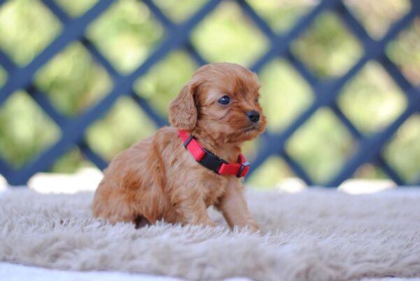 Amanda Cavapoo