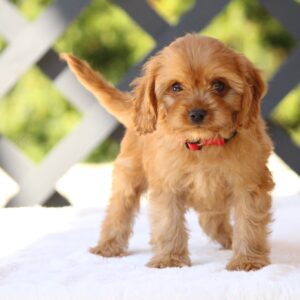 Amanda Cavapoo
