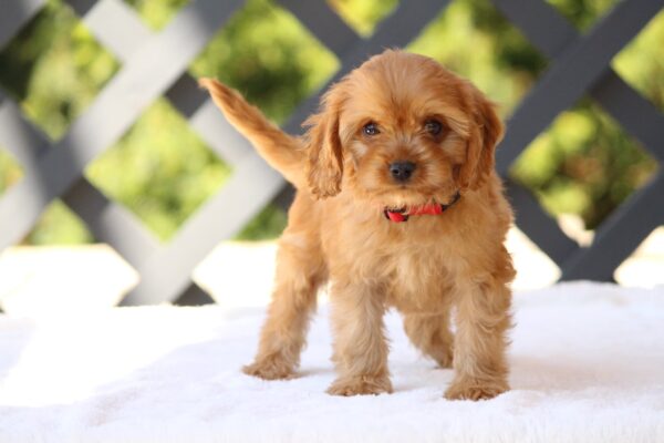 Amanda Cavapoo