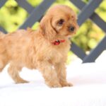 Amanda-female-cavapoo-puppy-for-sale- (3)