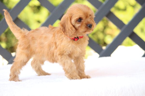 Amanda Cavapoo