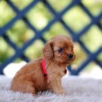 Amanda-female-cavapoo-puppy-for-sale- (3)