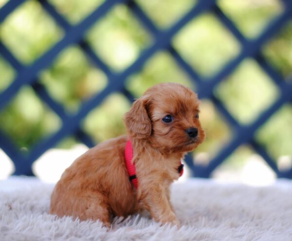 Amanda Cavapoo