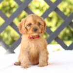 Amanda-female-cavapoo-puppy-for-sale- (4)