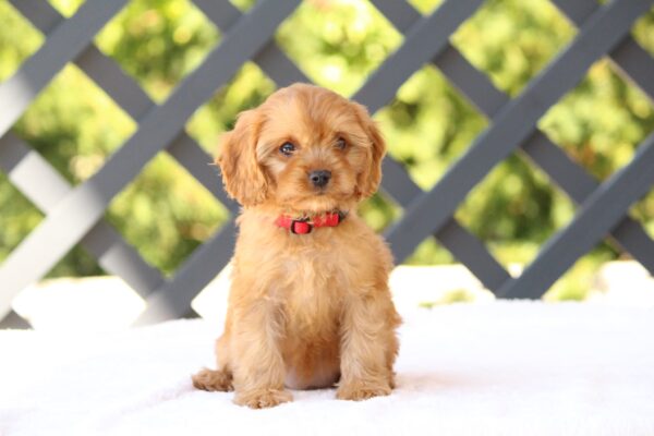 Amanda Cavapoo