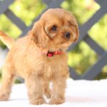 Amanda-female-cavapoo-puppy-for-sale- (5)
