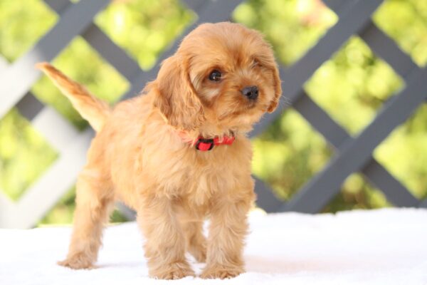 Amanda Cavapoo