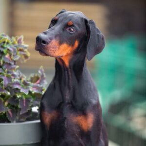 Amazonia Dobermann
