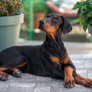 Amazonia Dobermann