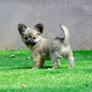 Amis Chihuahua