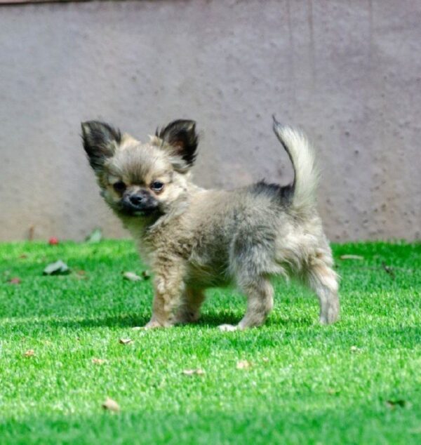 Amis Chihuahua