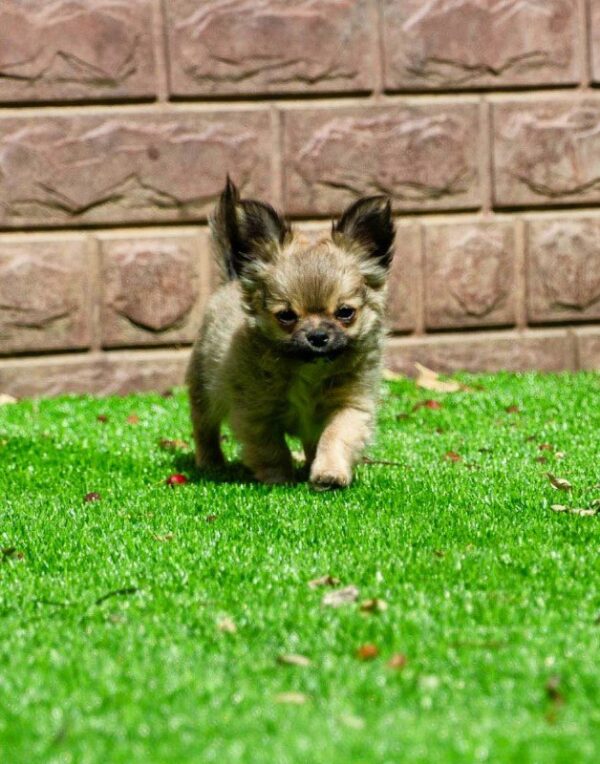 Amis Chihuahua