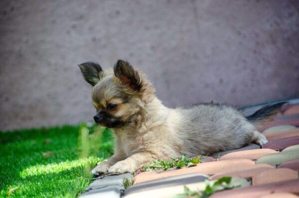 Amis Chihuahua