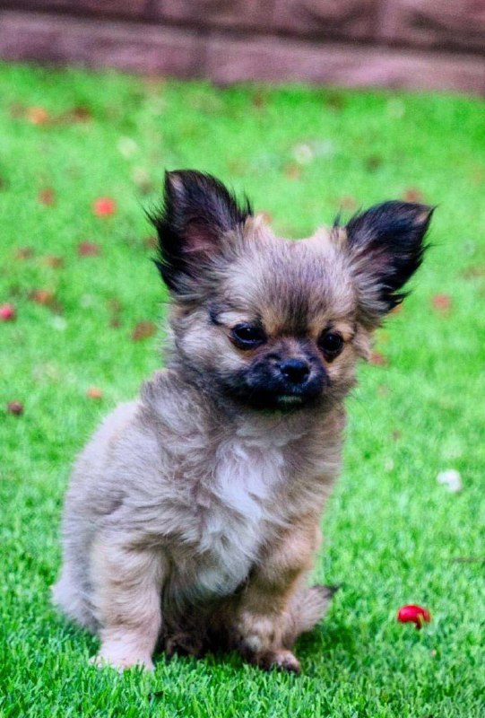Amis Chihuahua