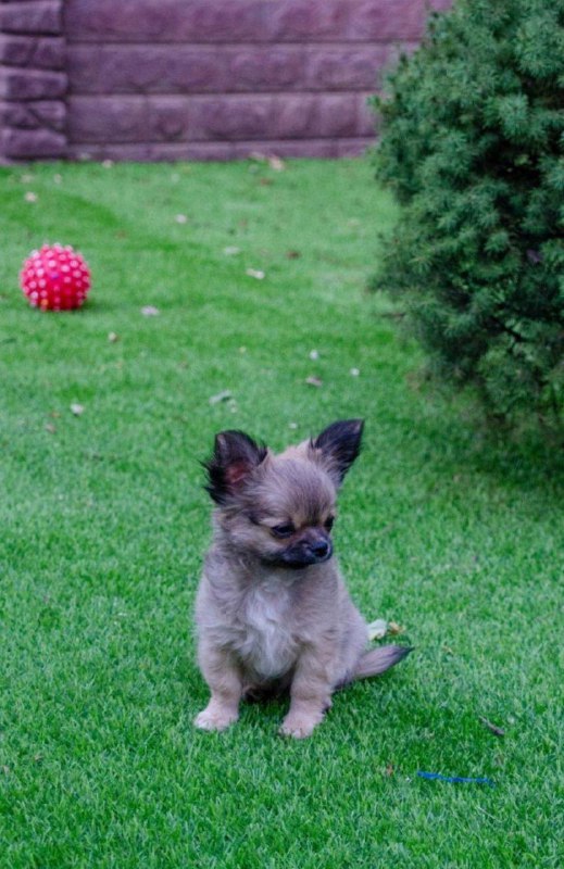 Amis Chihuahua