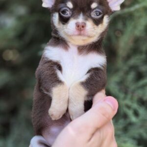 Amur Chihuahua