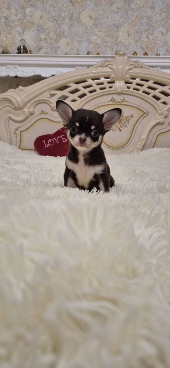 Amur Chihuahua