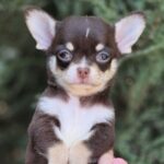 Amur-male-Chihuahua-puppy-for-sale-4