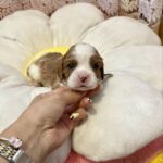 Andrew-male-Cavalier-King-Charles-Spaniel-puppy-for-sale-1