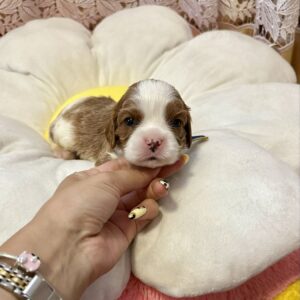 Andrew Cavalier King Charles Spaniel