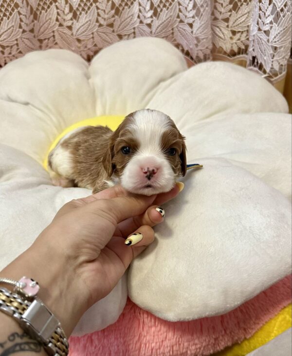 Andrew Cavalier King Charles Spaniel