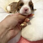 Andrew-male-Cavalier-King-Charles-Spaniel-puppy-for-sale-2